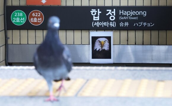 합정역 비둘기 대책