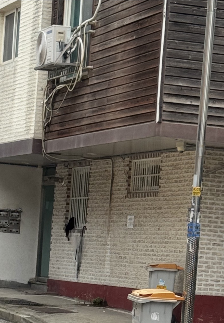 헐 까마귀같은 도둑고양이