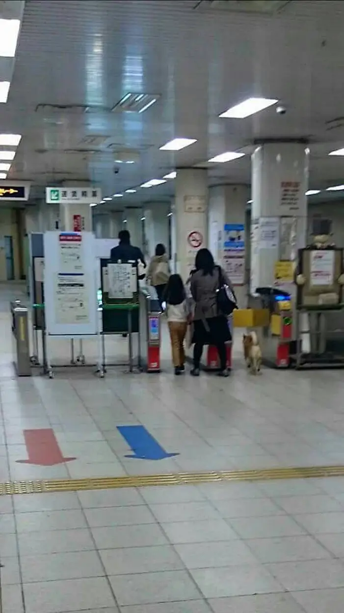 직원 : 선생님 반려견을 데리고 지하철을 타시면 안됩니다 손님 : 에구머니나. 제 개 아닌데요?