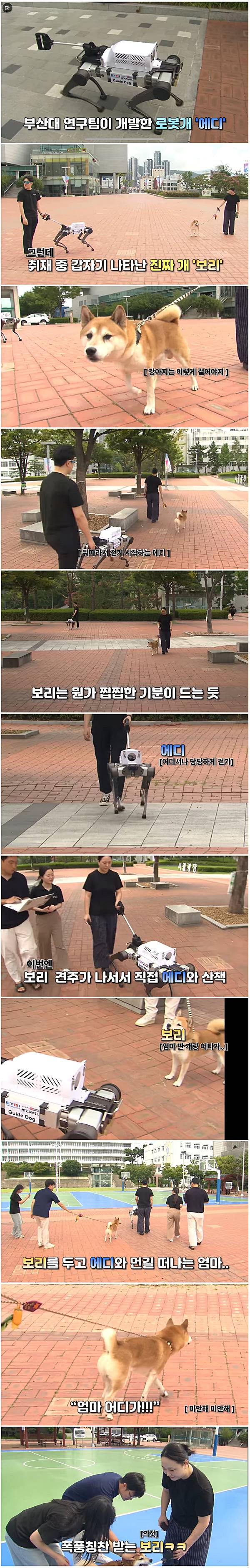 로봇개 테스트 중에 만난 진짜 강아지